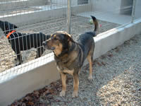 Pension pour Chiens