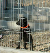 Dog Kennel and Cattery