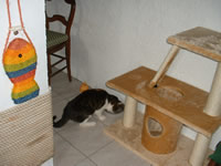 Pension pour chats