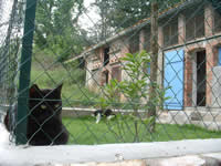 Pension pour chats