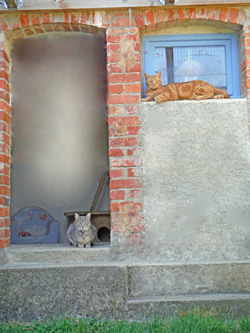Pension pour chats