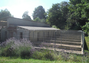 Dog Kennel and Cattery