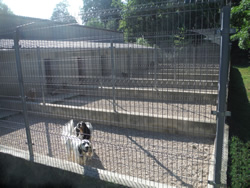 Dog Kennels in Mazamet